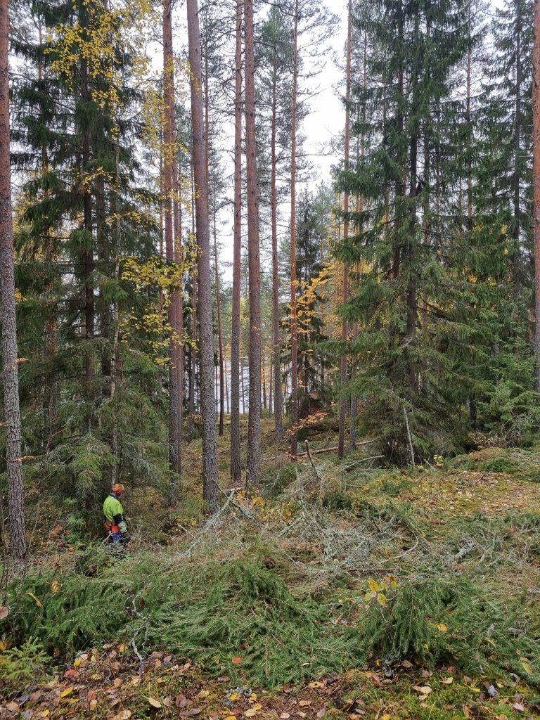 Tielinjan raivaaminen